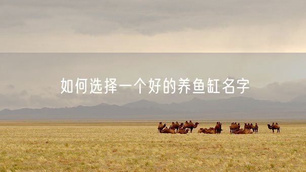 如何选择一个好的养鱼缸名字(图1)