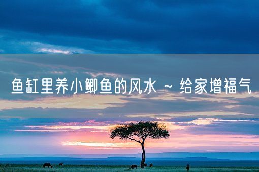 鱼缸里养小鲫鱼的风水 ~ 给家增福气(图1)