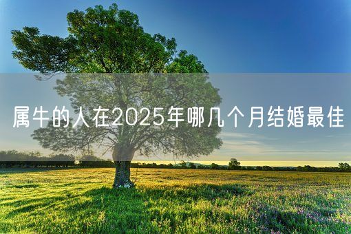 属牛的人在2025年哪几个月结婚最佳(图1) 属牛的人在2025年哪几个月结婚最佳(图1)
