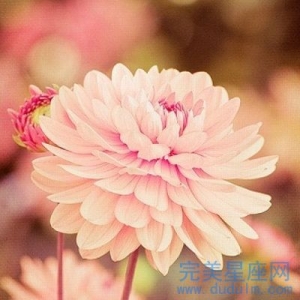 头脑聪明事业强的生肖女都有谁