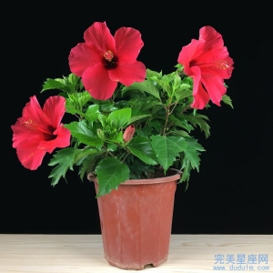 十二生肖中最深情专一的生肖男是谁