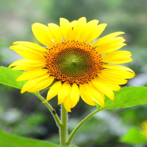 十二生肖中哪些生肖女性因为内外兼优而吸引到异性