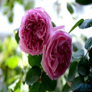 哪些生肖女女人味强有非常好的异性缘