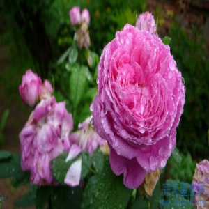 天生不显老的星座女性有哪些