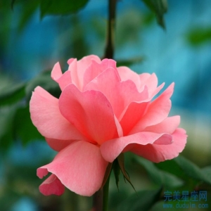 十二生肖能在人群中脱颖而出能做大事的生肖是谁