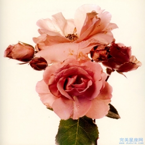 属蛇人最适合结婚的生肖是什么 1989年的属蛇和哪个属相最相配