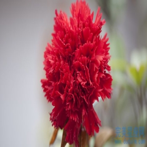 生肖属蛇的父亲生一个属牛的宝宝合适吗