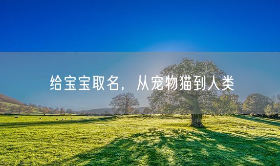 给宝宝取名，从宠物猫到人类(图1)