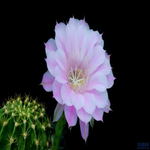 十二生肖中哪个生肖的眼睛最迷人