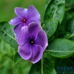 最有老板命能富贵的三大生肖