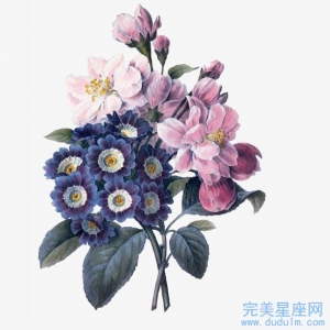 12生肖女中哪个女性生肖长得最漂亮