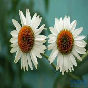 哪几个生肖女在十二生肖中容貌出众令人垂涎