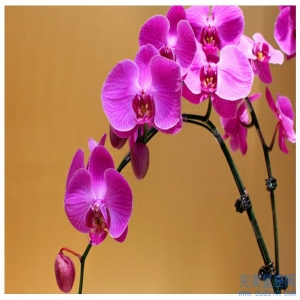 事业层次高成功几率大的生肖都有谁