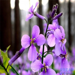 2022哪个生肖女性减肥一定可以成功