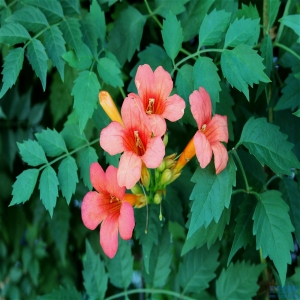 蛇爸猪妈在一起幸福吗 生什么生肖的孩子最好