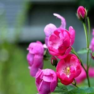 兔爸龙妈适不适合生个牛宝宝