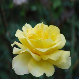 兔爸马妈生什么生肖的宝宝最适合