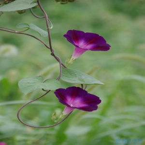 破月的流传对婚姻有一定的影响 如何破月