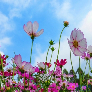 解析属相忌讳出生的月份和出生命苦的月份