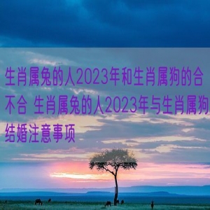 生肖属兔的人2023年和生肖属狗的合不合 生肖属兔的人2023年与生肖属狗结婚注意事项