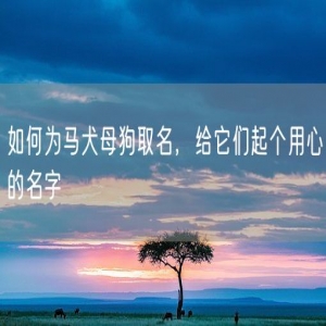如何为马犬母狗取名，给它们起个用心的名字