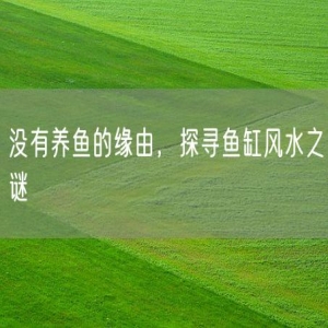 没有养鱼的缘由，探寻鱼缸风水之谜
