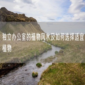 独立办公室的植物风水及如何选择适宜植物