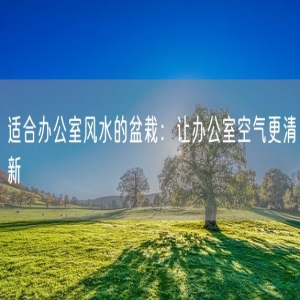 适合办公室风水的盆栽：让办公室空气更清新