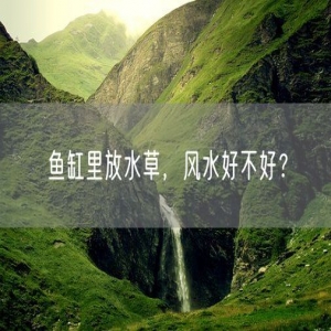 鱼缸里放水草，风水好不好？